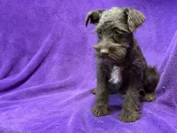 Olive, a female Miniature Schnauzer for sale in Buffalo, MO – Photo 8 of 9