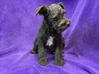 Olive, a female Miniature Schnauzer for sale in Buffalo, MO – Photo 4 of 9