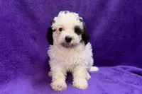 Lil Dixie, a female Poodle - Toy  for sale in Buffalo, MO – 2 of 9