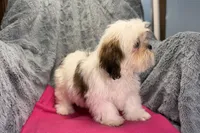 Luna, a female Lhasa Apso for sale in Buffalo, MO – 4 of 6