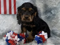 Stella, a female Cocker Spaniel for sale in Buffalo, MO – 4 of 7