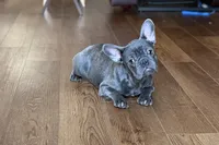 processed/0b0910b8-35b4-49c7-979a-420dd59cbc3e/listing/1951e367-4220-4176-8019-370195f2d212/8bedfa1f-1b20-44be-8898-e2eea6d48131