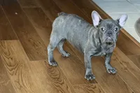 processed/0b0910b8-35b4-49c7-979a-420dd59cbc3e/listing/1951e367-4220-4176-8019-370195f2d212/d4660e6c-2949-4dfa-8b69-8113846fe42d