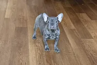 processed/0b0910b8-35b4-49c7-979a-420dd59cbc3e/listing/1951e367-4220-4176-8019-370195f2d212/dad9cad6-7cf1-42c2-a106-6db8a84ef397