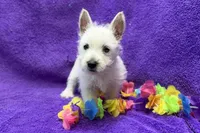 Lady, a female West Highland White Terrier for sale in Buffalo, MO – 4 of 5