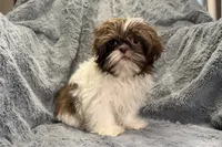 Duce, a male Shih Tzu for sale in Buffalo, MO – 6 of 8