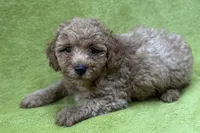 Outlaw, a male Poodle - Toy  for sale in Buffalo, MO – 3 of 4