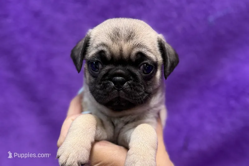 Jaley – Pug puppy for sale in Buffalo, MO