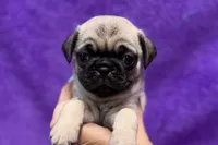 Jaley, a female Pug for sale in Buffalo, MO – 1 of 5