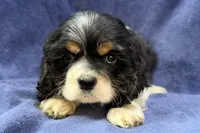Casper, a male Cocker Spaniel for sale in Buffalo, MO – 5 of 7
