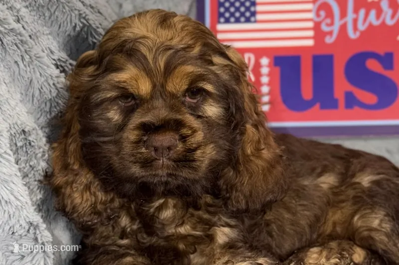 Mia – Cocker Spaniel puppy for sale in Buffalo, MO