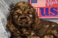 Mia, a female Cocker Spaniel for sale in Buffalo, MO – 1 of 7