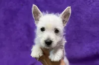 Lady, a female West Highland White Terrier for sale in Buffalo, MO – 2 of 5