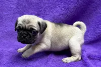 Jaley, a female Pug for sale in Buffalo, MO – 2 of 5
