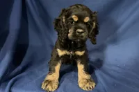 Hugo, a male Cocker Spaniel for sale in Buffalo, MO – 4 of 7