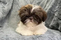 Duce, a male Shih Tzu for sale in Buffalo, MO – 4 of 8
