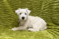 Poppy, a female West Highland White Terrier for sale in Buffalo, MO – 5 of 7