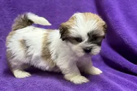 processed/0b0910b8-35b4-49c7-979a-420dd59cbc3e/listing/218a4cea-cc20-4e7c-9e53-a75aaaa7285d/64a2063f-487b-4676-985d-d372be585ec5