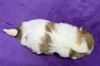 processed/0b0910b8-35b4-49c7-979a-420dd59cbc3e/listing/218a4cea-cc20-4e7c-9e53-a75aaaa7285d/7e28a5da-faad-4e7f-b5c7-f07b8184977d