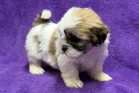 processed/0b0910b8-35b4-49c7-979a-420dd59cbc3e/listing/218a4cea-cc20-4e7c-9e53-a75aaaa7285d/91abda85-adb3-4f58-b1e1-8d7ae699772e