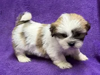 processed/0b0910b8-35b4-49c7-979a-420dd59cbc3e/listing/218a4cea-cc20-4e7c-9e53-a75aaaa7285d/d19d58c8-f616-4e2e-b931-4d7eb0fb4c89