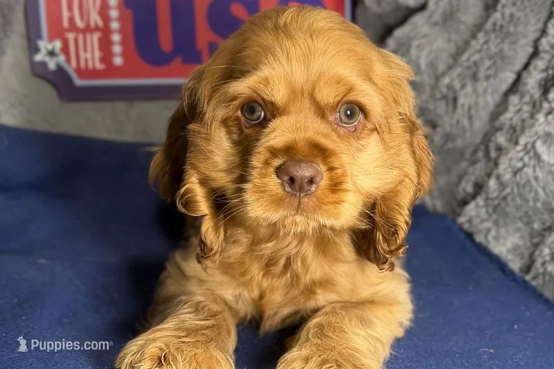 Mally – Cocker Spaniel puppy for sale in Buffalo, MO