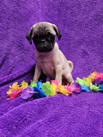 Bailey, a female Pug for sale in Buffalo, MO – 9 of 9