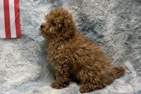 Bandit, a male Poodle - Toy  for sale in Buffalo, MO – 7 of 7
