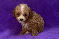 Opal, a female Poodle - Toy  for sale in Buffalo, MO – 5 of 5