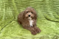 Lee, a male Poodle - Toy  for sale in Buffalo, MO – 5 of 9