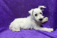 Paisley, a female West Highland White Terrier for sale in Buffalo, MO – 8 of 9