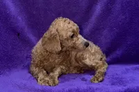 Maisy - ACA, a female Poodle - Toy  for sale in Buffalo, MO – 2 of 6
