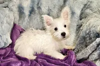 Winter, a female West Highland White Terrier for sale in Buffalo, MO – 3 of 9