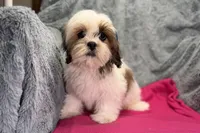 Luna, a female Lhasa Apso for sale in Buffalo, MO – 2 of 6