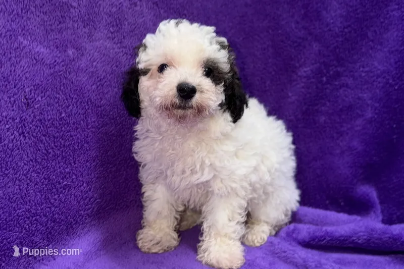 Lil Dixie, a female Poodle - Toy  for sale in Buffalo, MO – 1 of 9