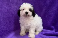 Lil Dixie, a female Poodle - Toy  for sale in Buffalo, MO – 1 of 9