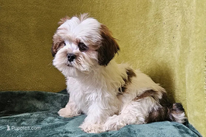 Lucas – Lhasa Apso puppy for sale in Buffalo, MO