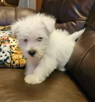 Willy, a male West Highland White Terrier for sale in Buffalo, MO – Photo 5 of 5