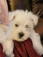 Willy, a male West Highland White Terrier for sale in Buffalo, MO – Photo 1 of 5