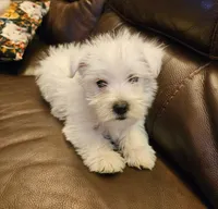 Willy, a male West Highland White Terrier for sale in Buffalo, MO – Photo 4 of 5