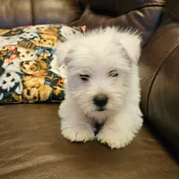 Willy, a male West Highland White Terrier for sale in Buffalo, MO – Photo 2 of 5