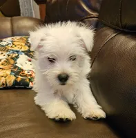 Willy, a male West Highland White Terrier for sale in Buffalo, MO – Photo 3 of 5