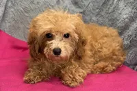 Maisy - ACA, a female Poodle - Toy  for sale in Buffalo, MO – 3 of 5