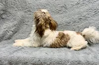 Duce, a male Shih Tzu for sale in Buffalo, MO – 3 of 6