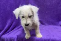 Peaches, a female West Highland White Terrier for sale in Buffalo, MO – 2 of 7