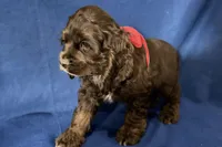 Hazel, a female Cocker Spaniel for sale in Buffalo, MO – 8 of 8