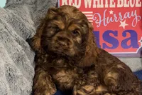 Mia, a female Cocker Spaniel for sale in Buffalo, MO – 4 of 7