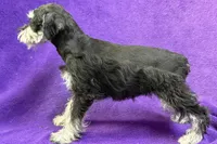 Onyx, a female Miniature Schnauzer for sale in Buffalo, MO – Photo 7 of 8