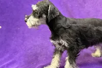 Onyx, a female Miniature Schnauzer for sale in Buffalo, MO – Photo 5 of 8