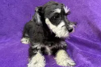 Onyx, a female Miniature Schnauzer for sale in Buffalo, MO – Photo 2 of 8